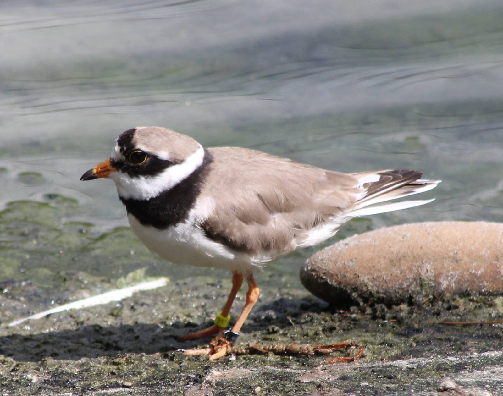 Ringed plover with 2 rings