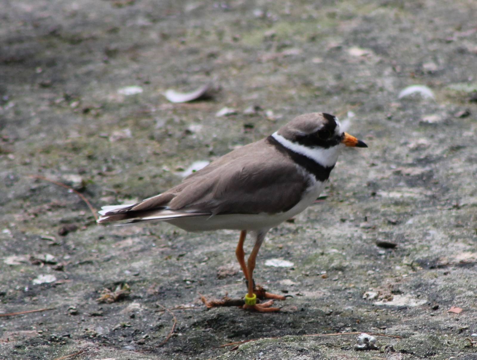 Ringed plover