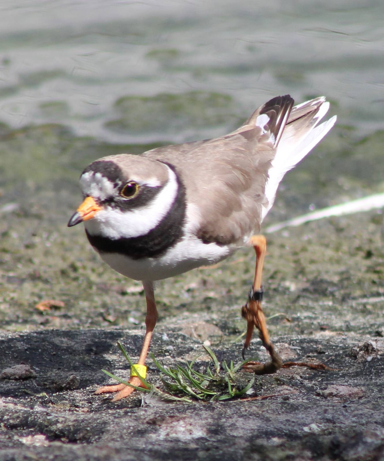 Ringed plover
