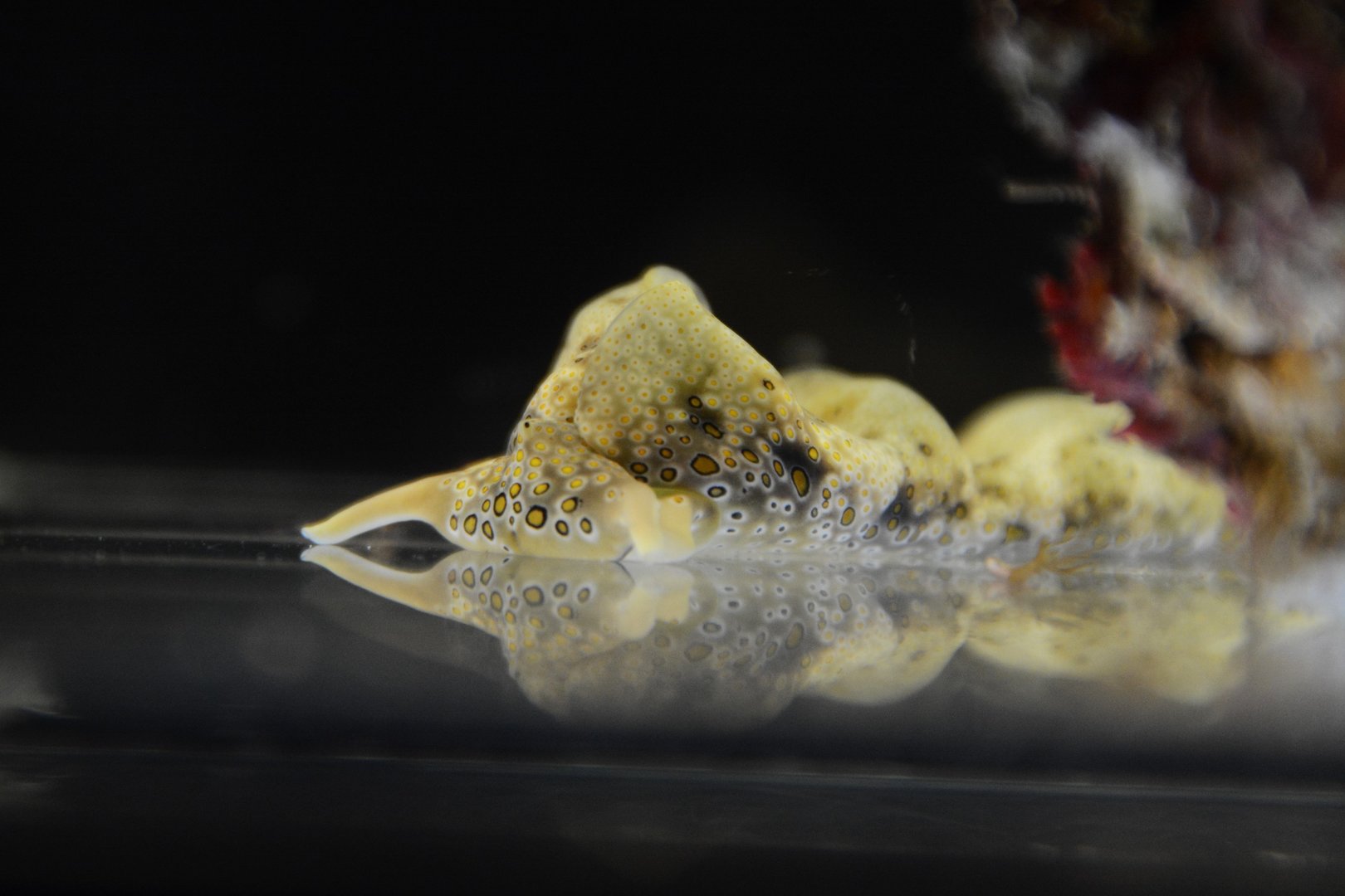 Ringed sap-sucking slug (Plakobranchus ocellatus)