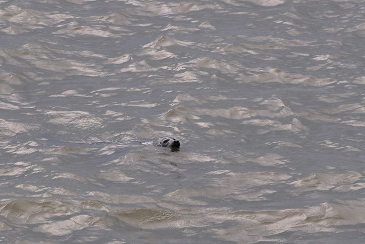 Ringed Seal - Alaska