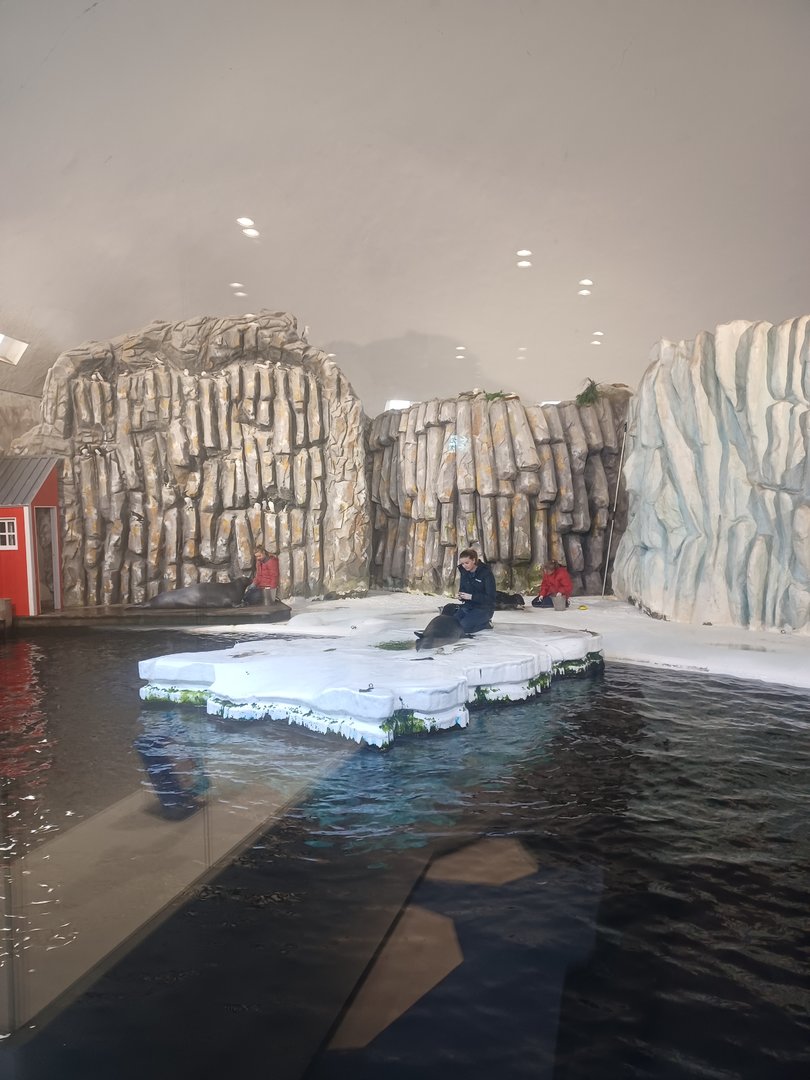 Ringed seal and bearded seal feeding/training