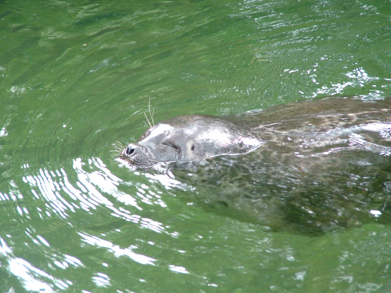 Ringed Seal at Burgers Zoo Arnhem, 29/08/10
