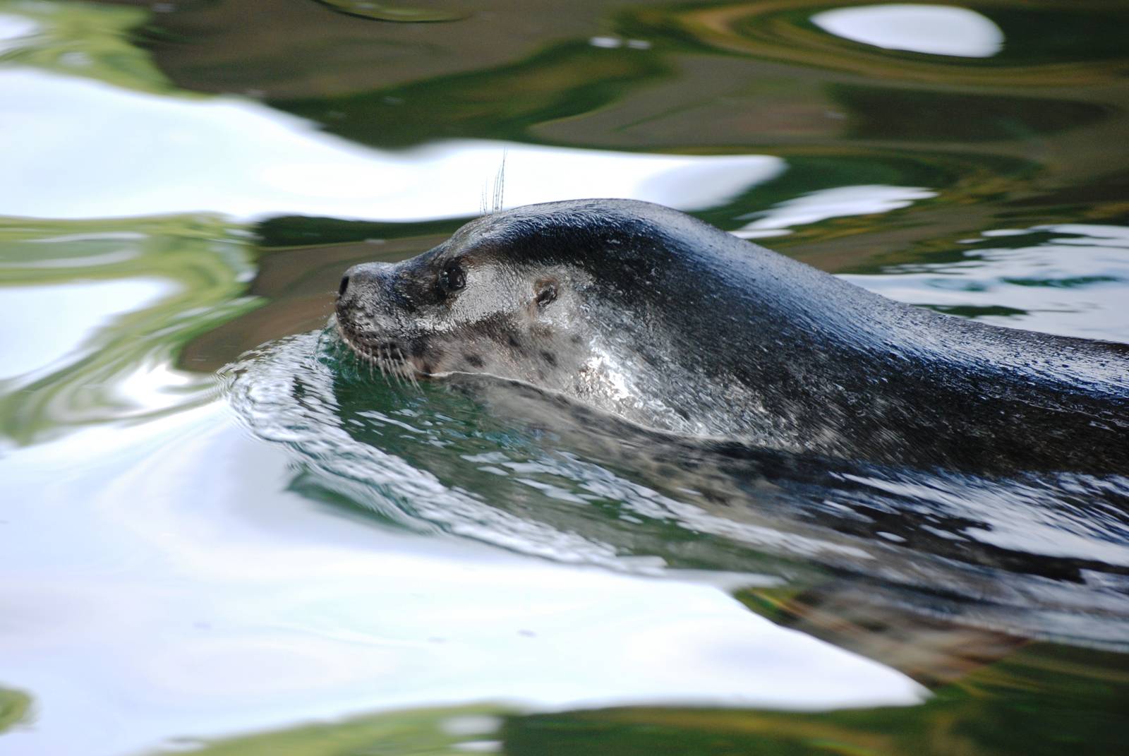 Ringed Seal at Burgers Zoo Arnhem, 30/05/12