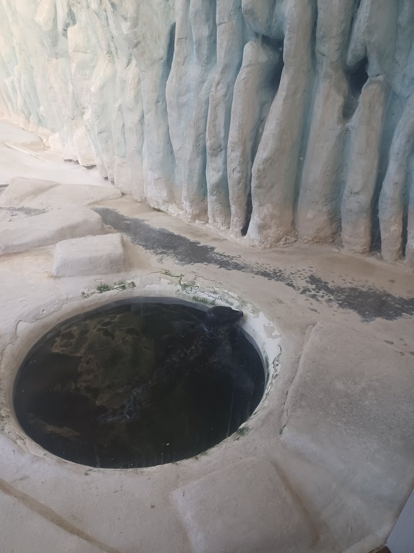 Ringed seal at fake ice hole