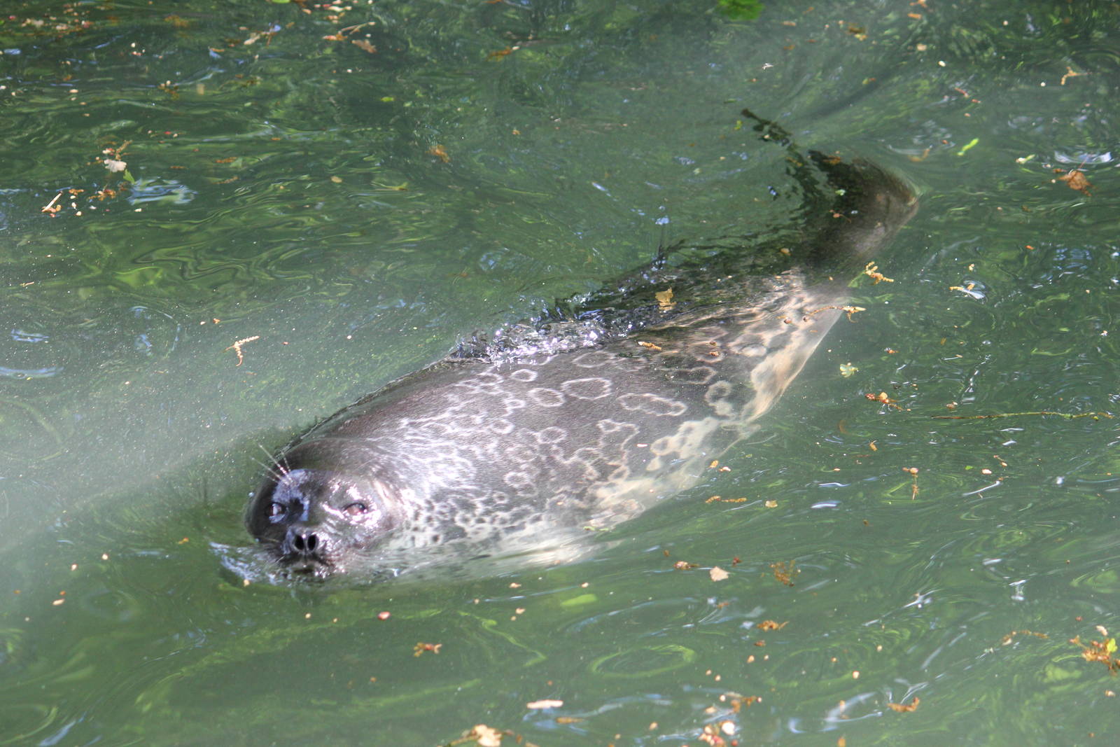 Ringed seal - male or female?