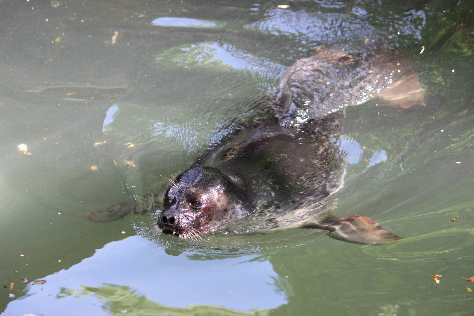 Ringed seal - male or female