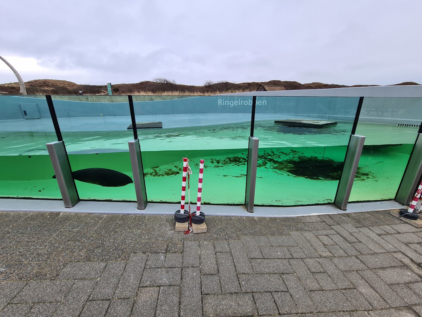 Ringed seal permanent enclosure