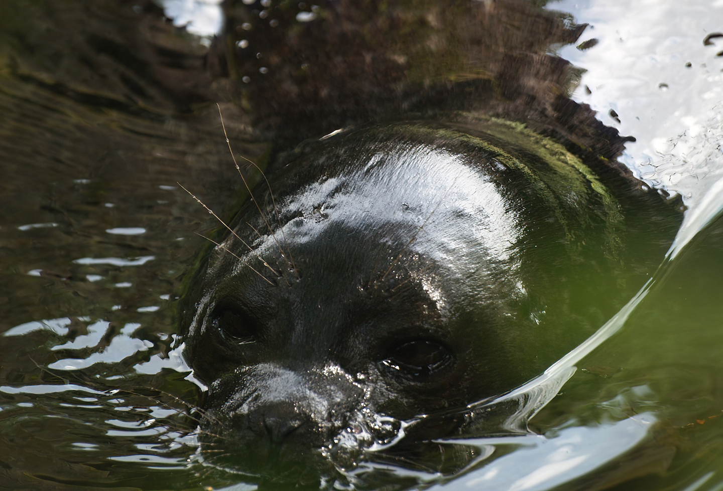 Ringed seal (Pusa hispida), 2008-07-22