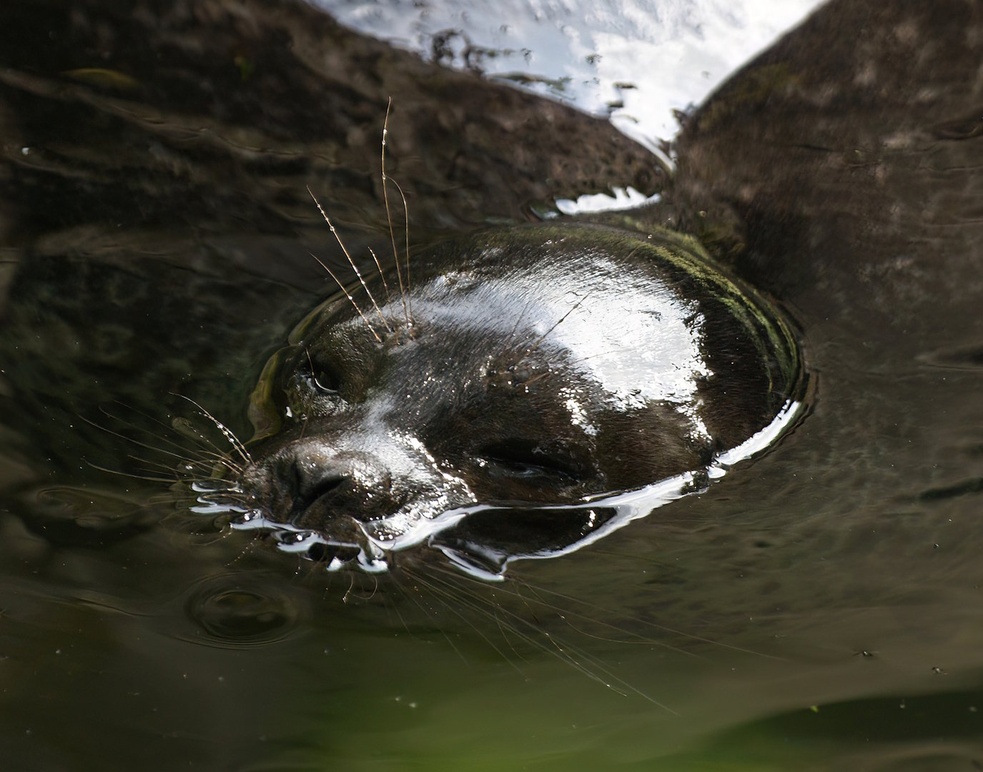 Ringed seal (Pusa hispida), 2008-07-22