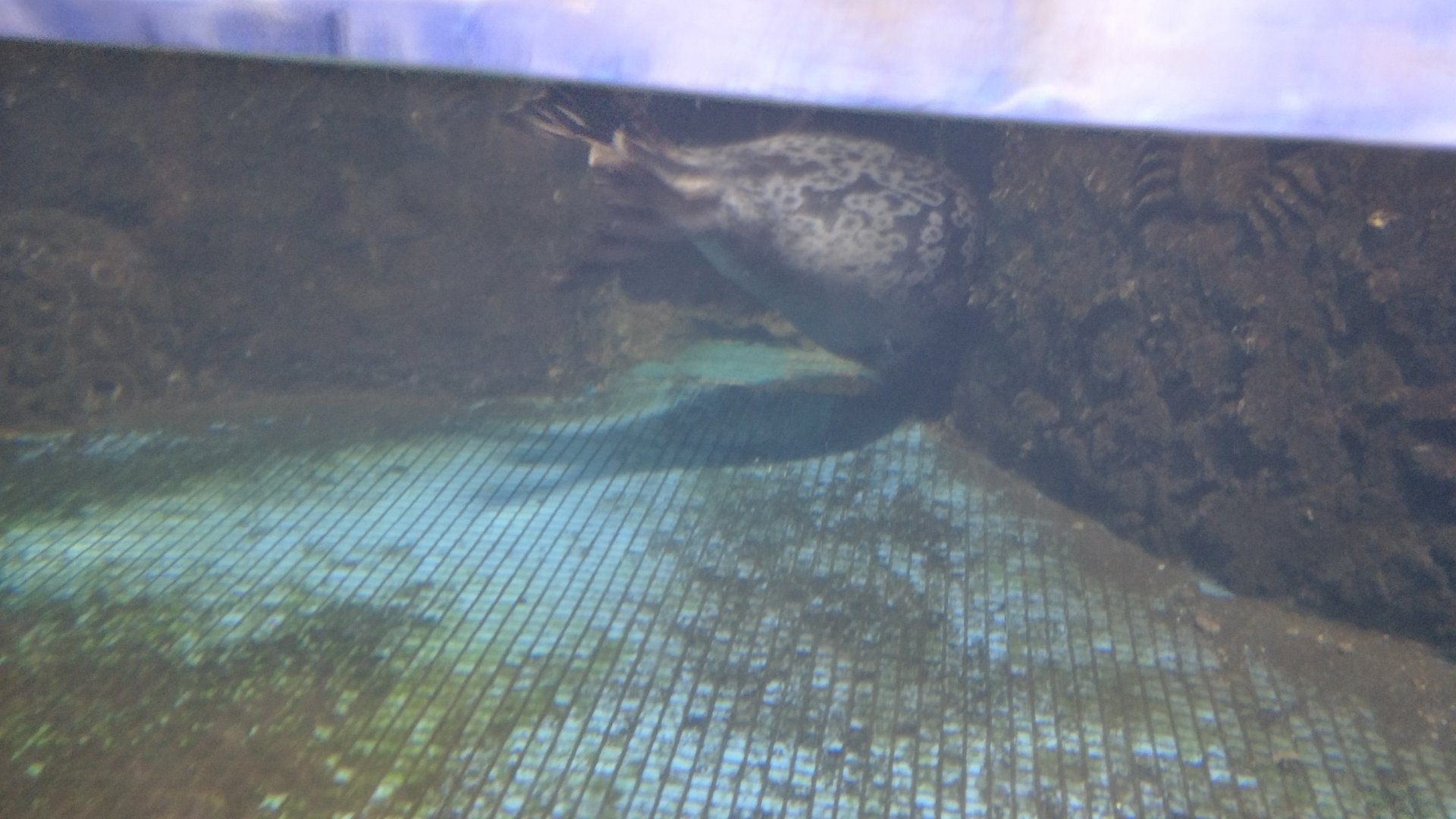 ringed seal (Pusa hispida ，Phoca hispida)