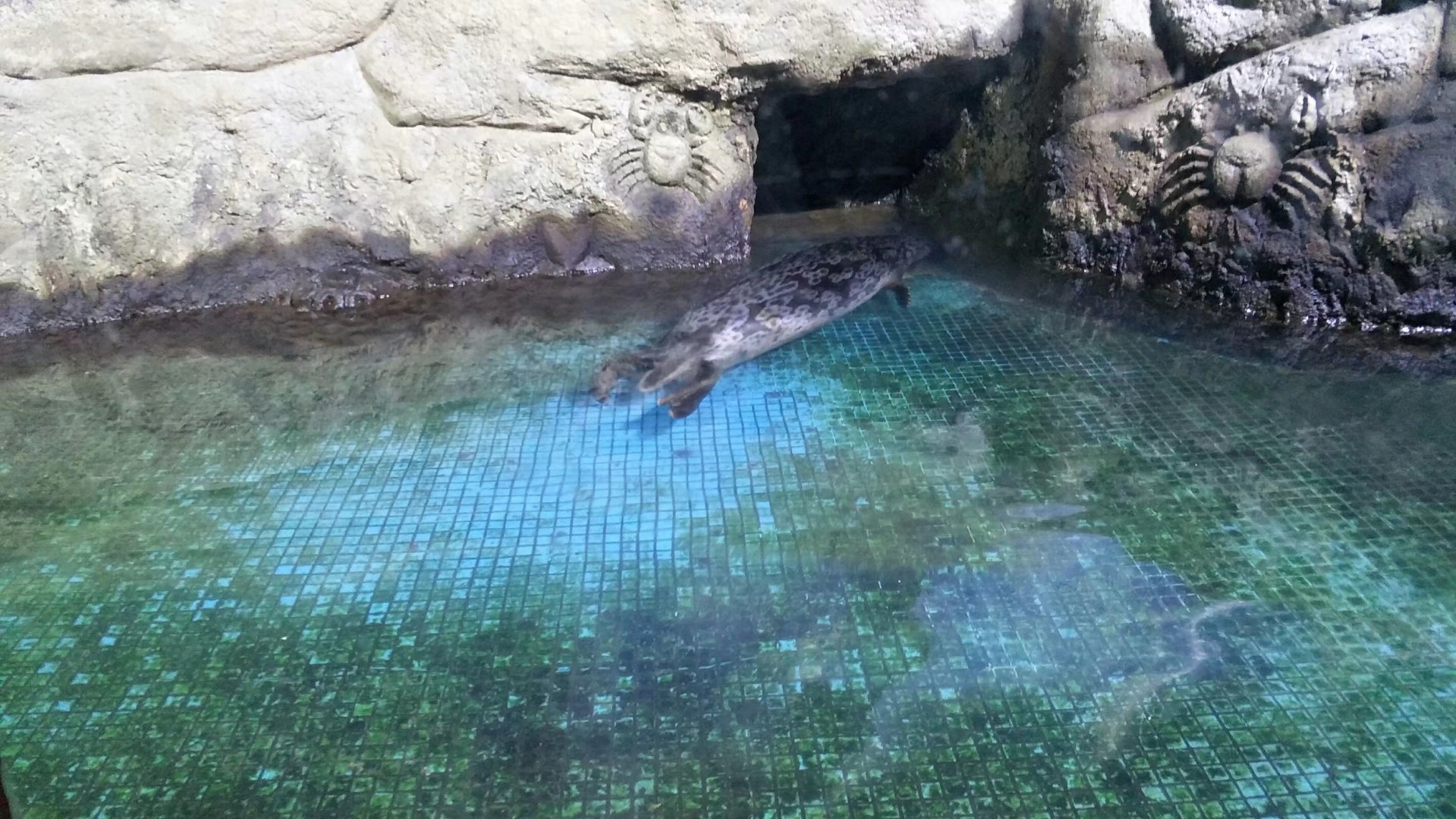ringed seal (Pusa hispida ，Phoca hispida)