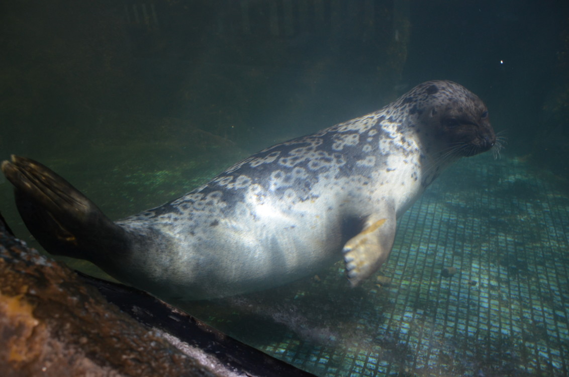 ringed seal (Pusa hispida ，Phoca hispida)
