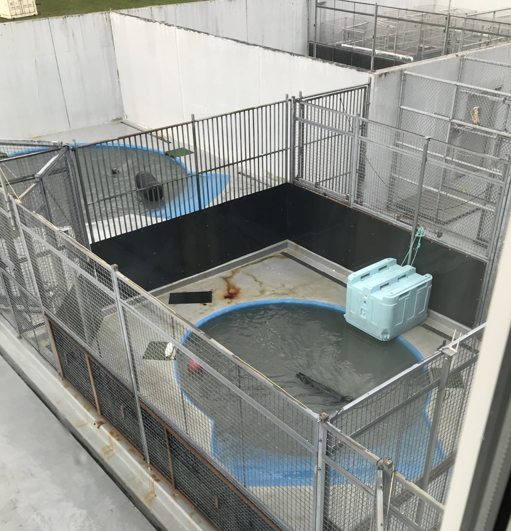 Ringed Seal rehabilitation.