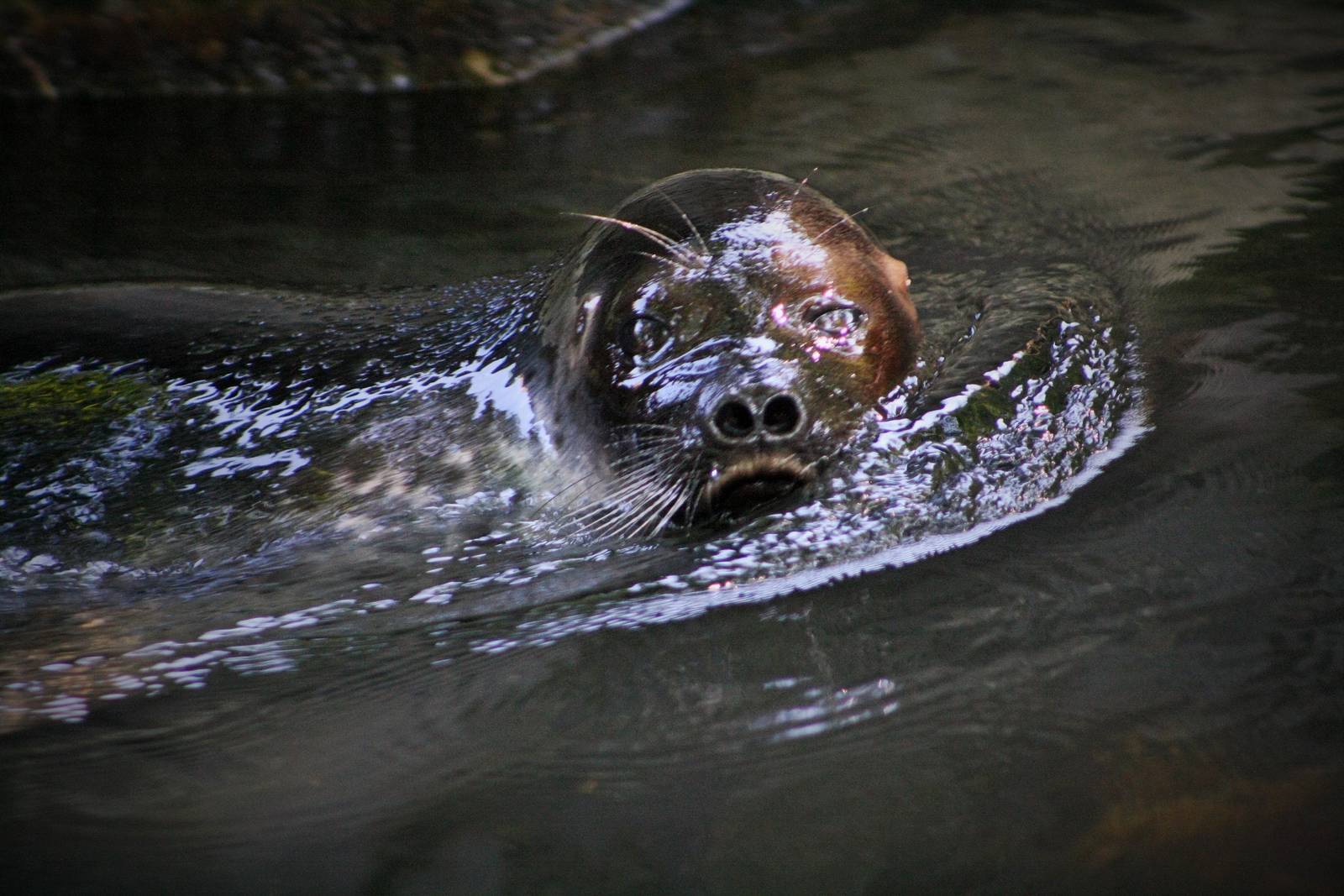 Ringed Seal