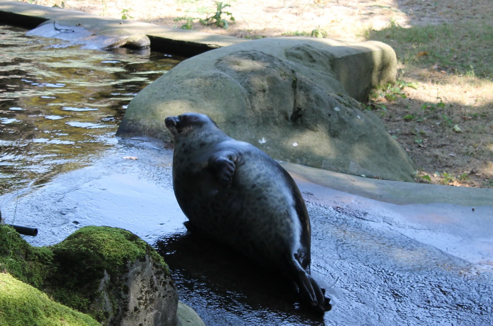 Ringed seal