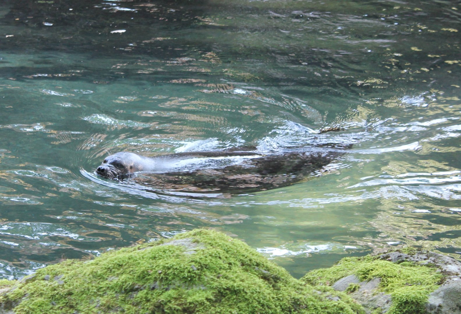 Ringed seal