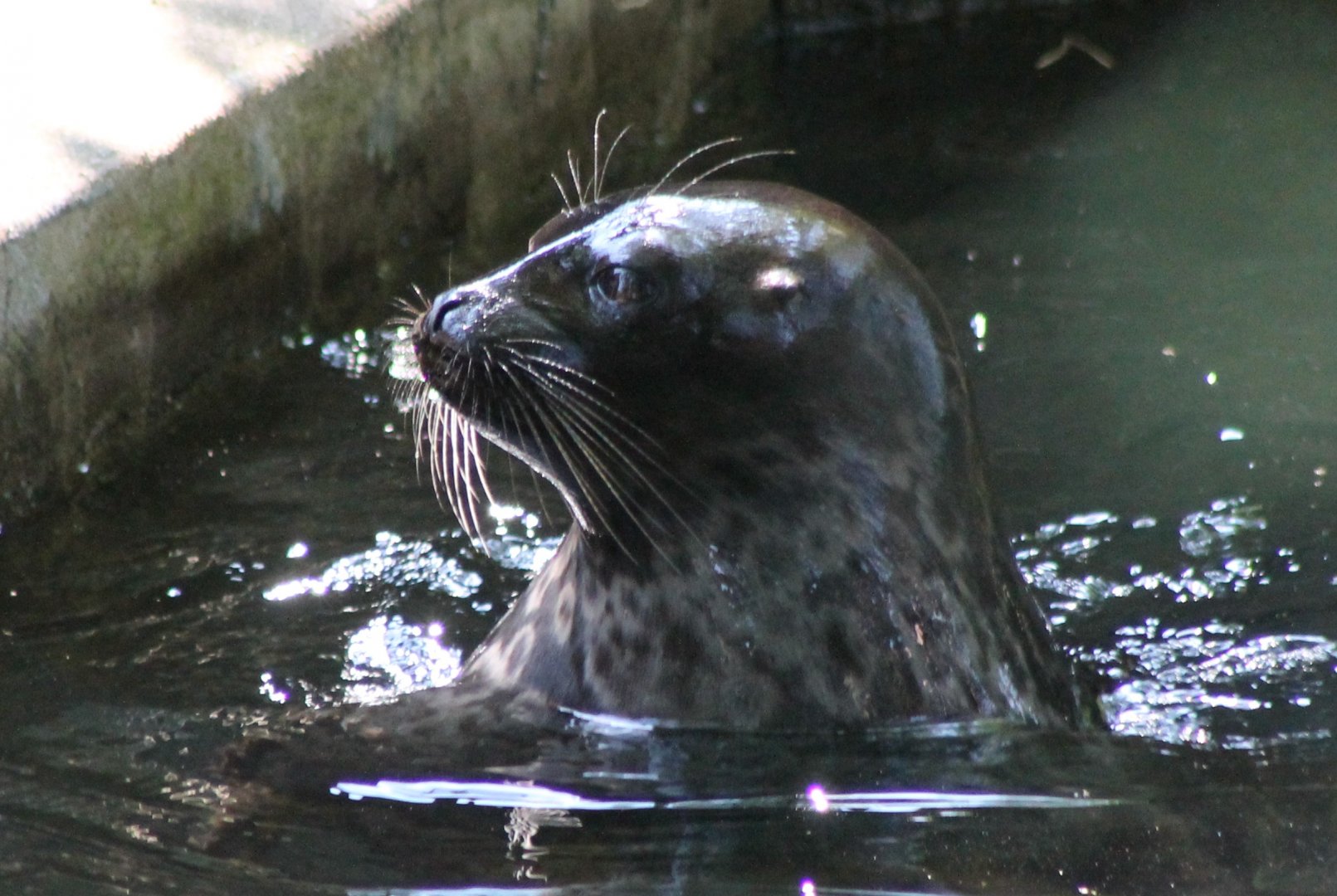 Ringed seal