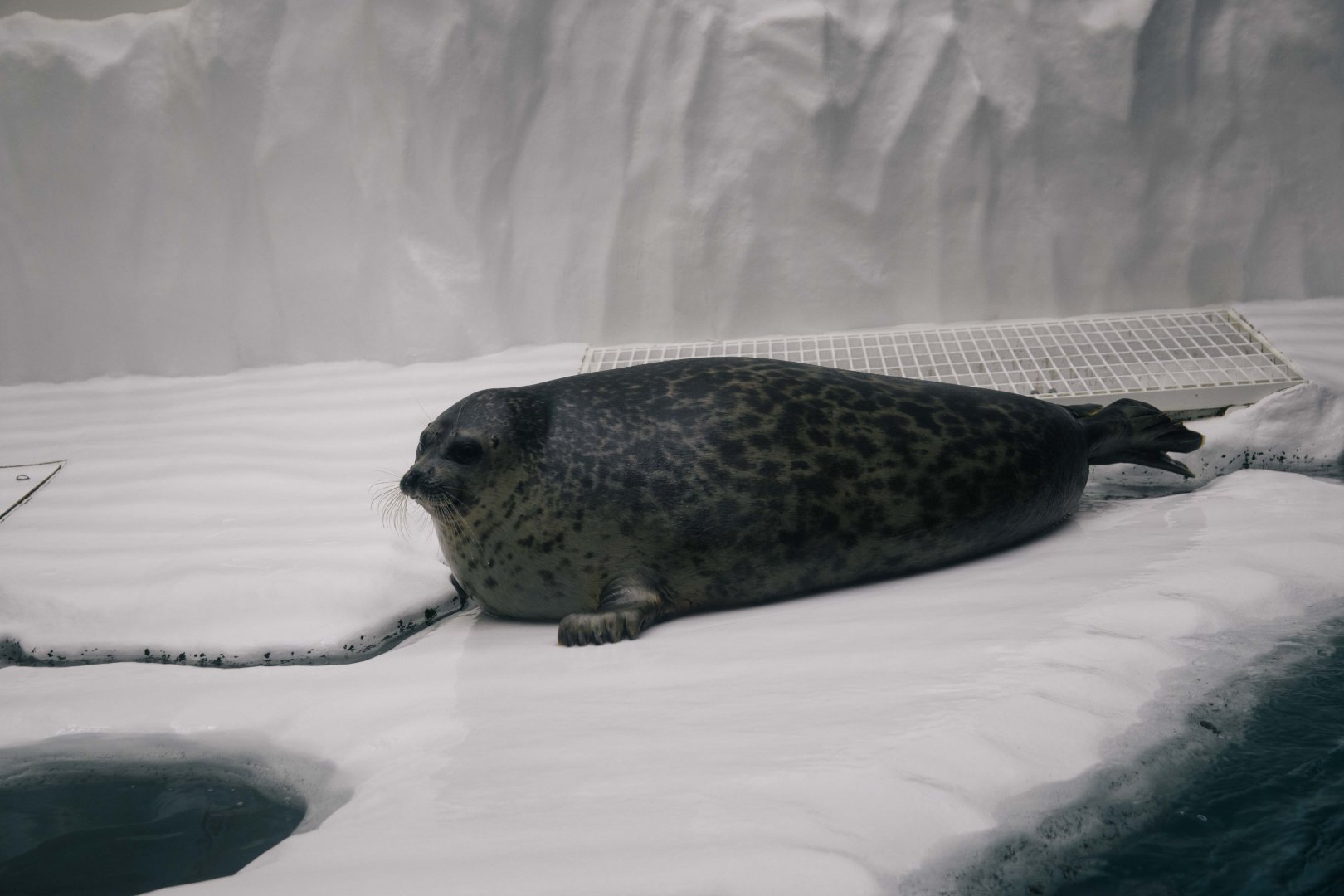 Ringed Seal