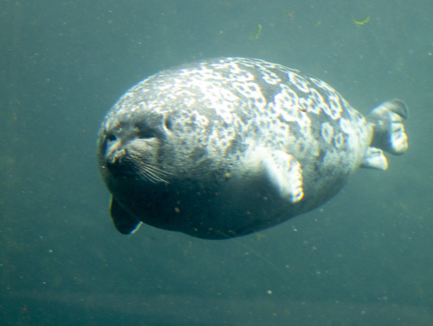Ringed Seal