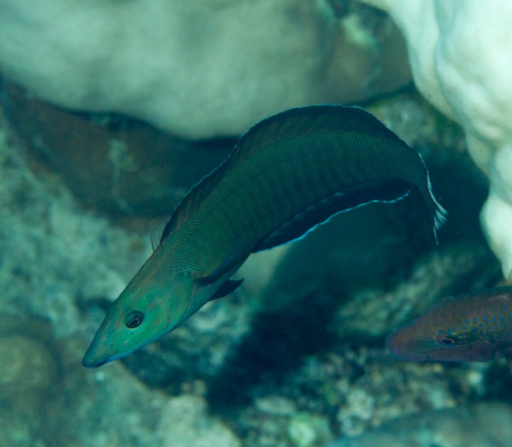 Ringed Slender Wrasse