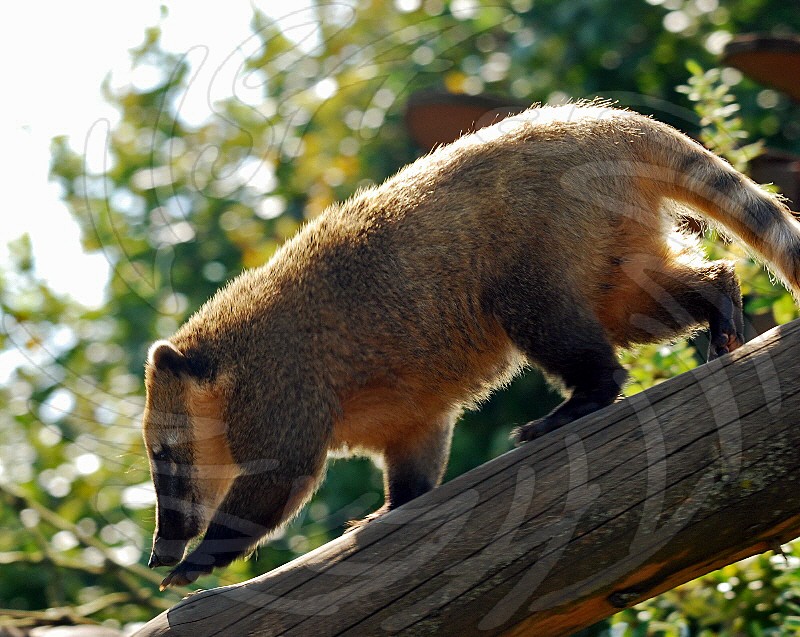 Ringed Tailed Coati