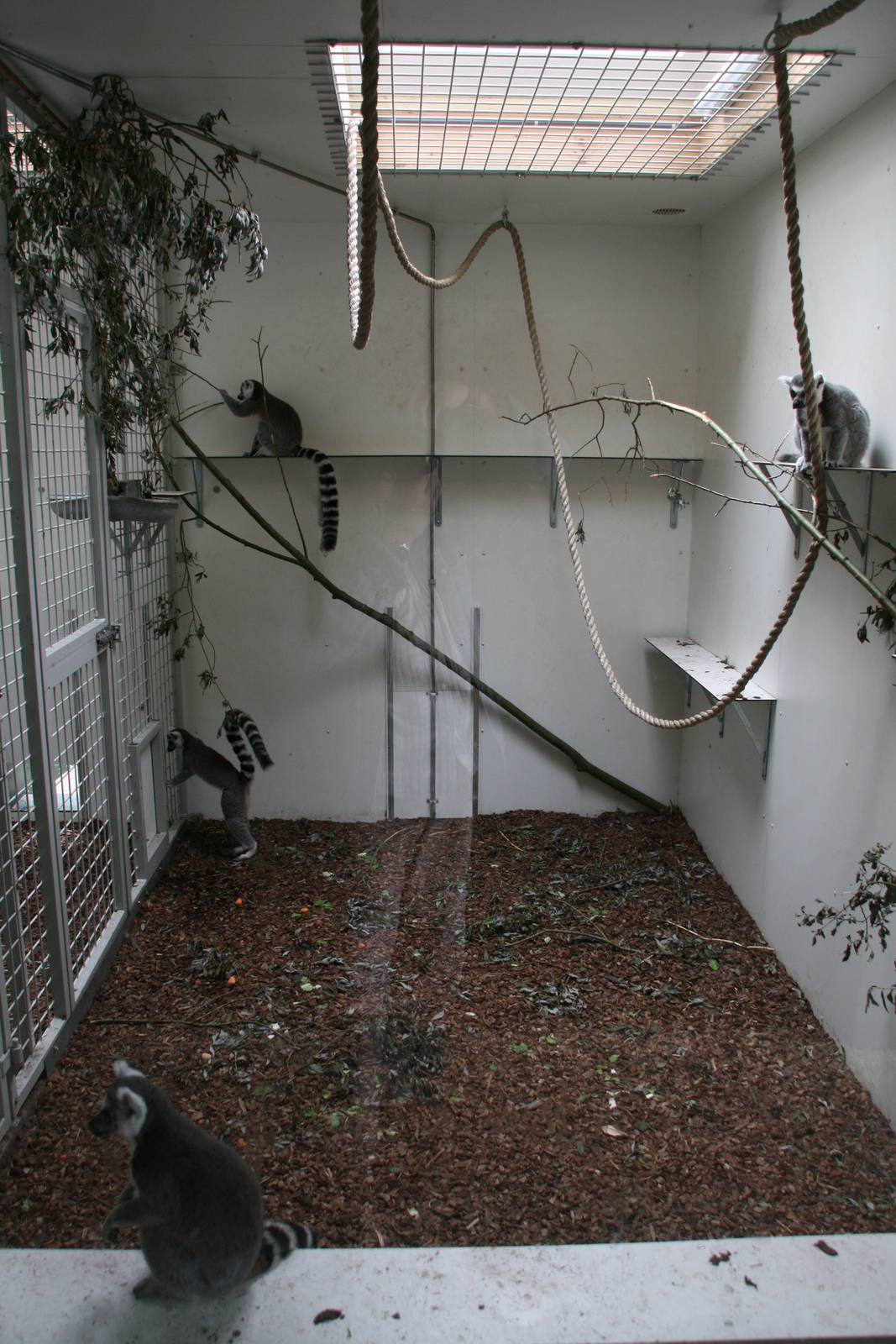 Ringed-tailed lemur indoor enclosure