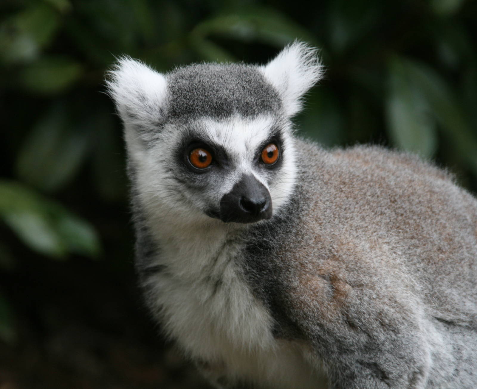 Ringed-tailed lemur