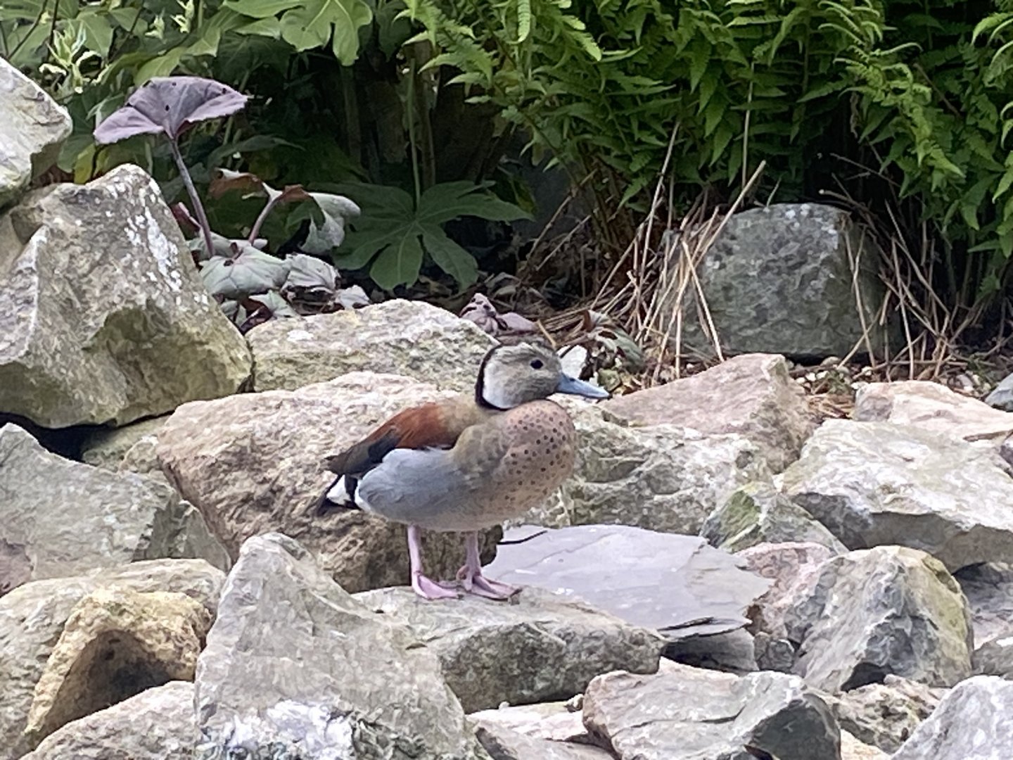 Ringed teal 090525