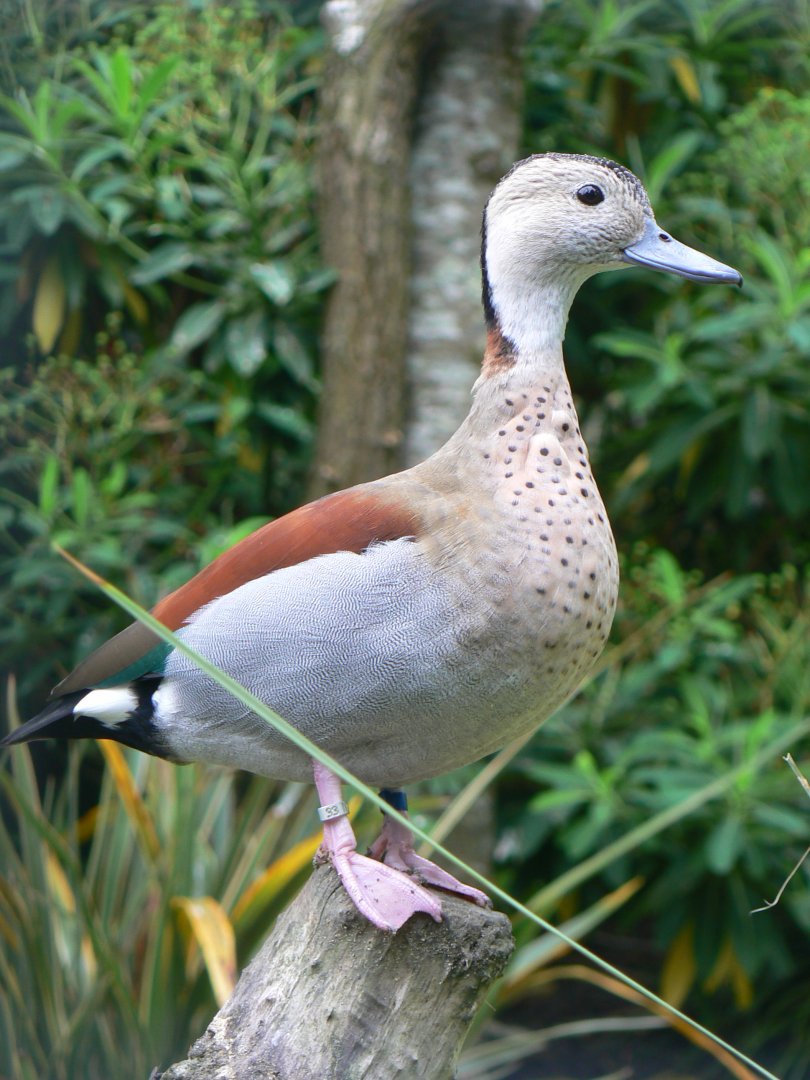 Ringed Teal - 11 July 2018