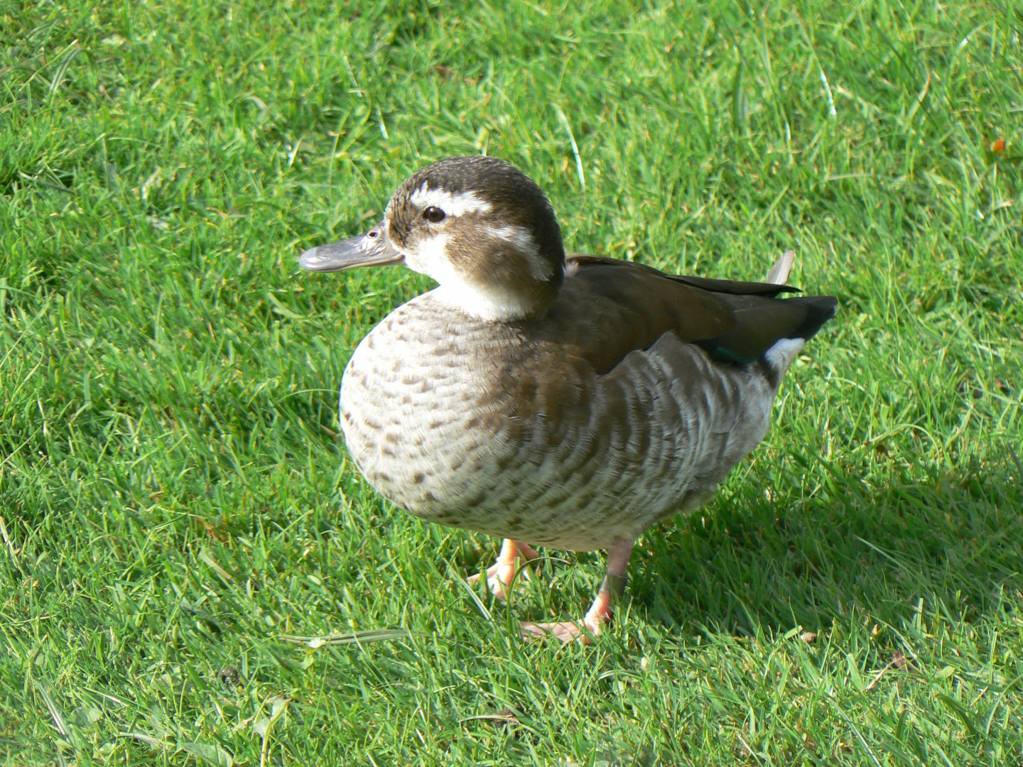 Ringed Teal - 14 October 2017