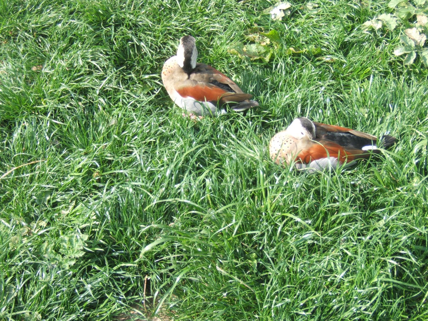 Ringed Teal 23/04/2019