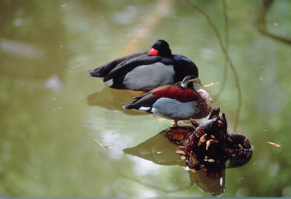ringed teal and rosybill pochard