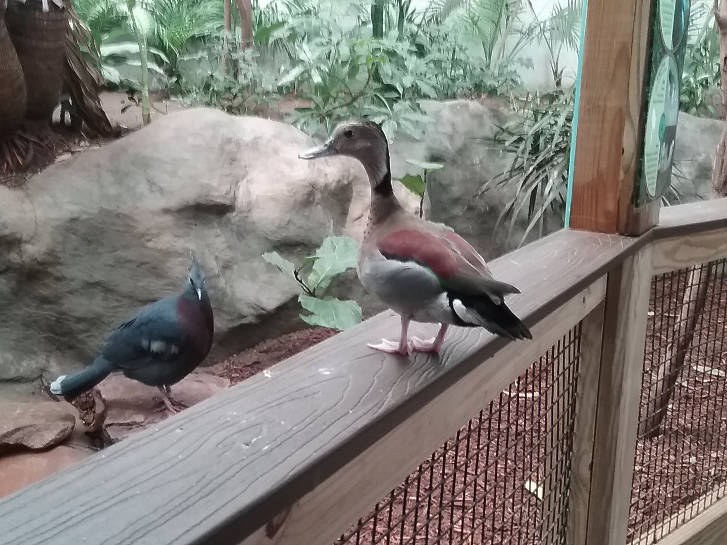 Ringed Teal and Victorian Crowned Pigeon