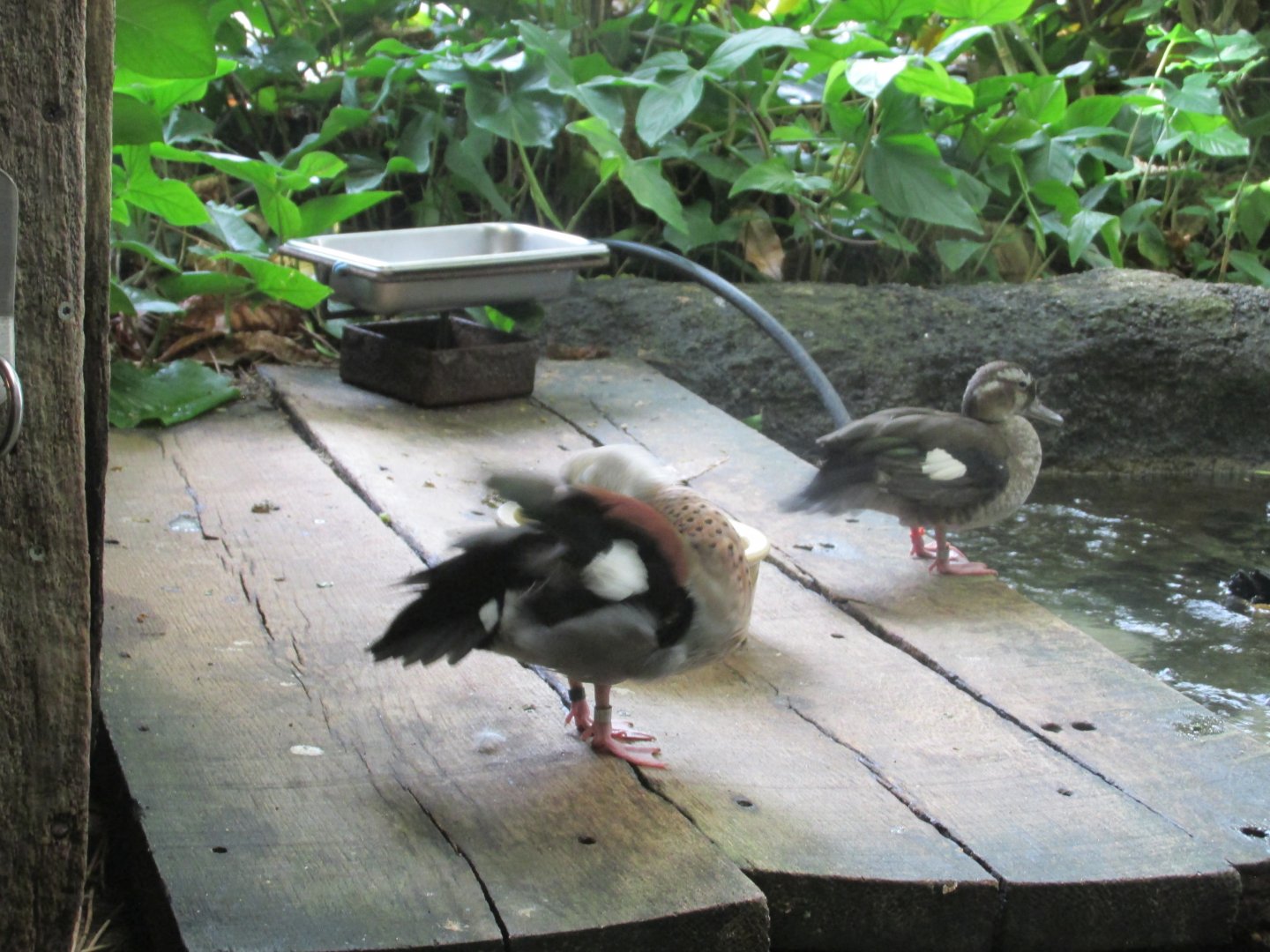 ringed teal at amazonia