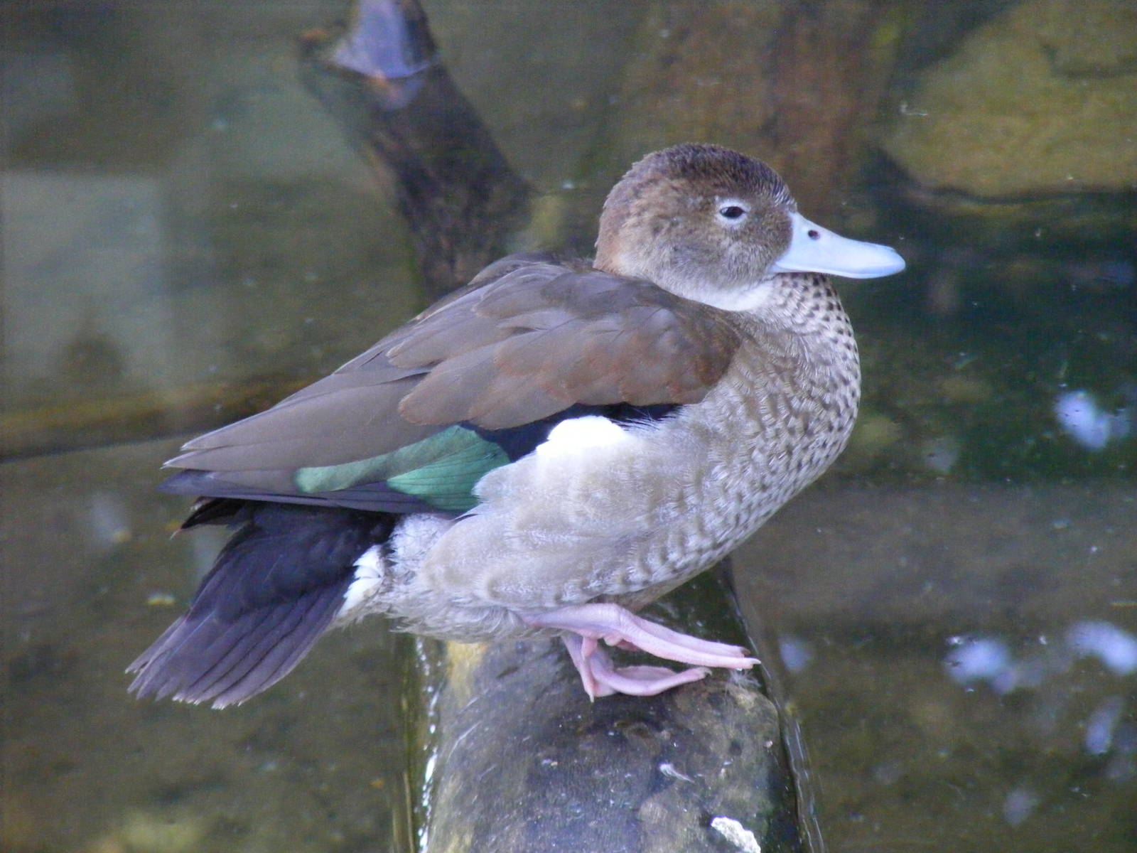 Ringed teal at Paultons Park, 2 October 2011