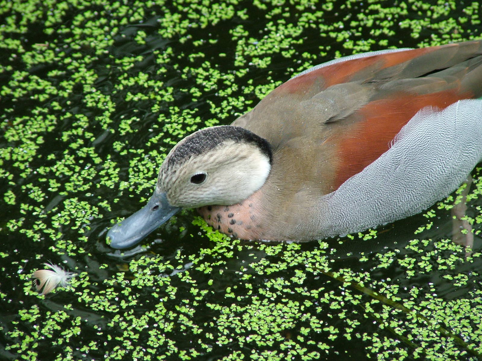 Ringed Teal at the Palms: Final Visit, 08/08/10