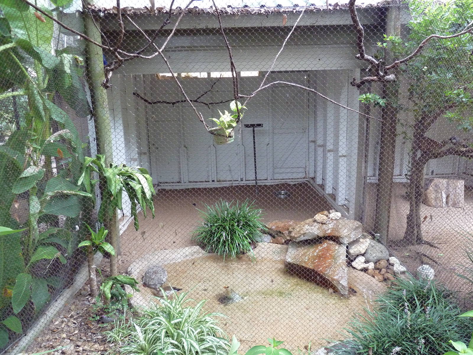 Ringed Teal/Beechey's Jay Exhibit