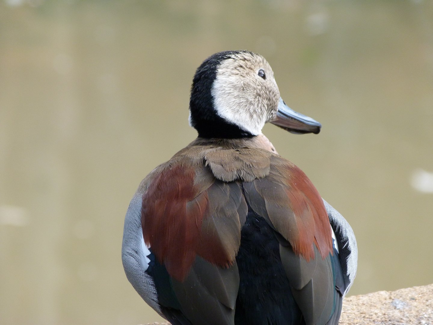 Ringed teal -Bioparc de Doué la Fontaine (2025)