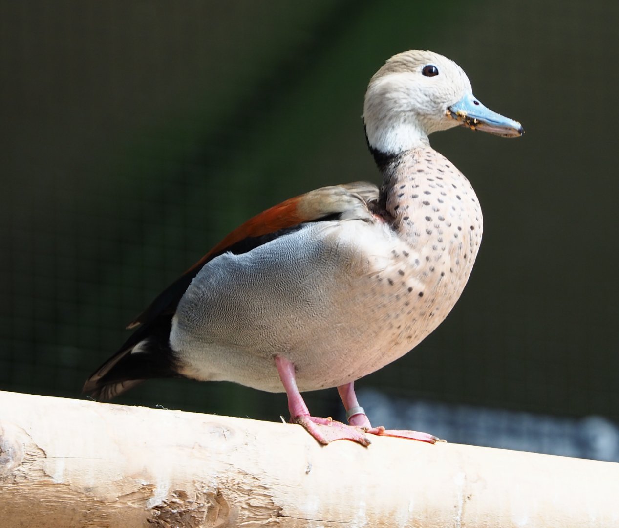 Ringed teal (Callonetta leucophrys), 2020-06-20
