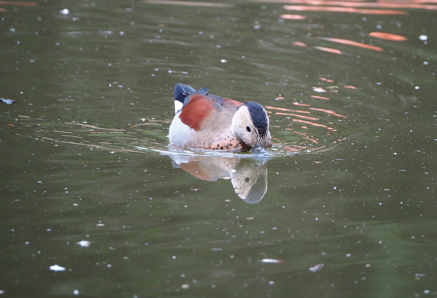 Ringed teal (Callonetta leucophrys), 2022-09-15