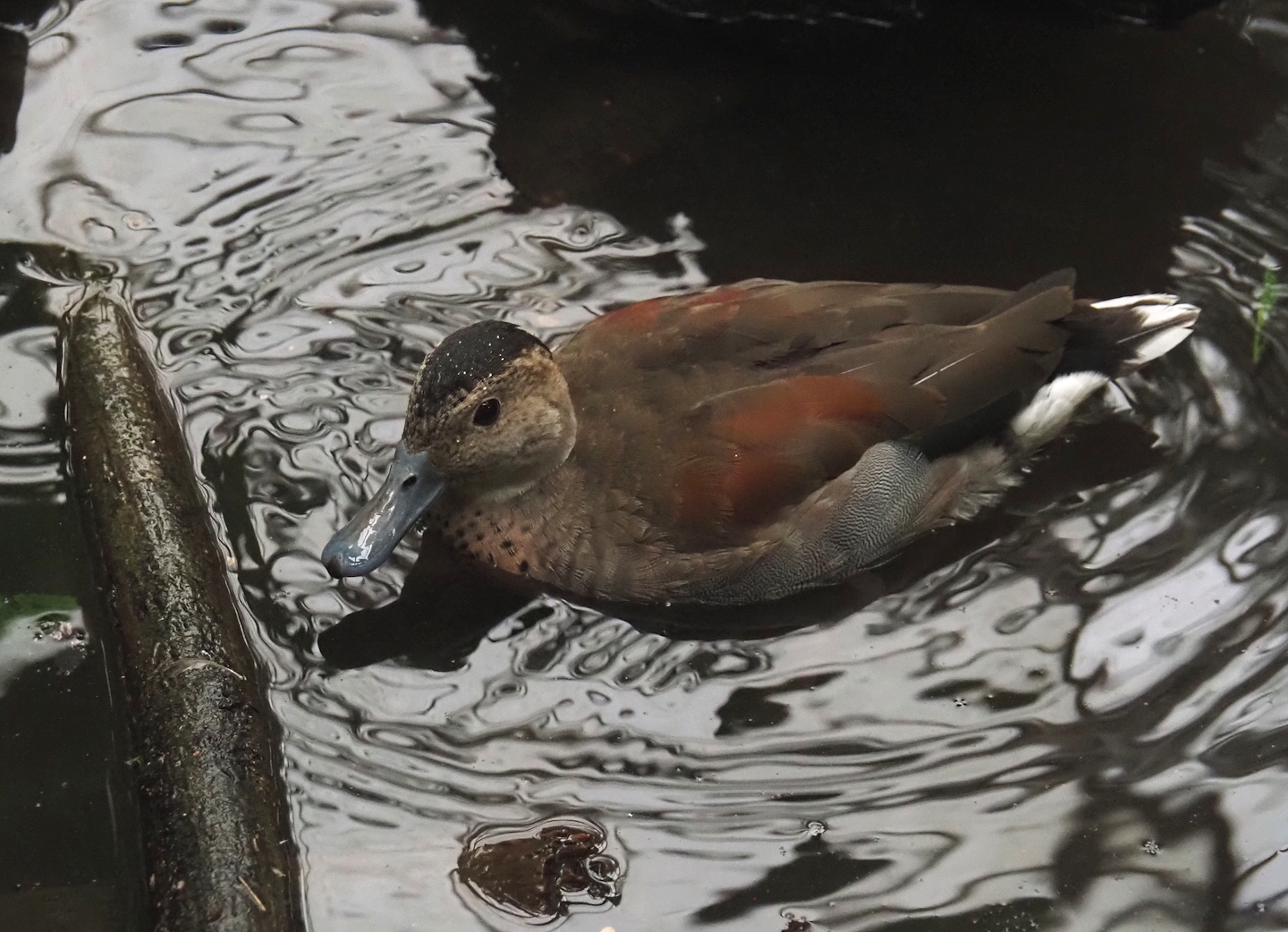 Ringed teal (Callonetta leucophrys), 2024-09-17