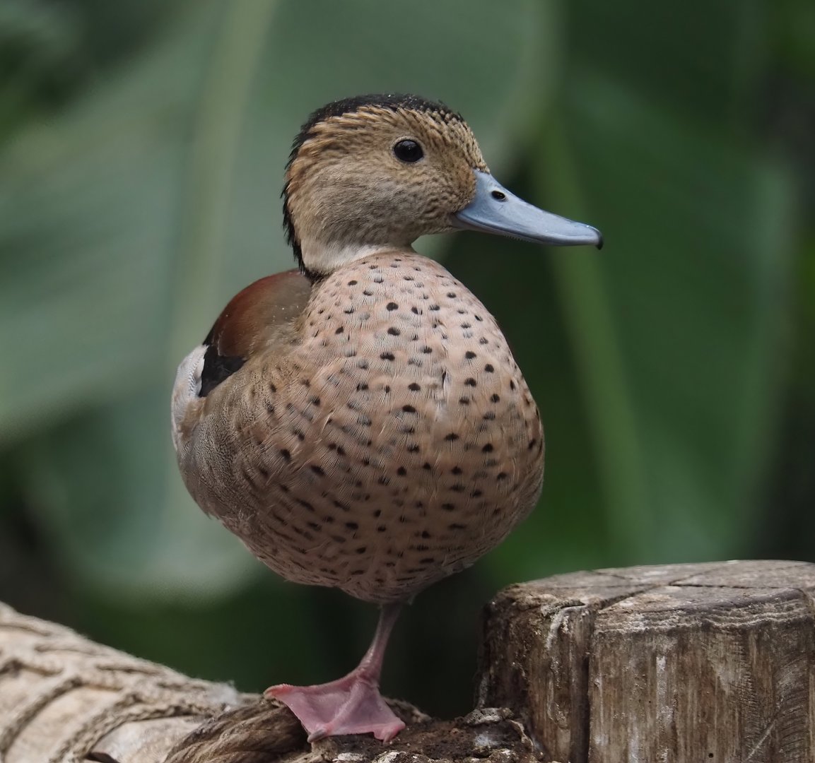 Ringed teal (Callonetta leucophrys), 2024-09-17