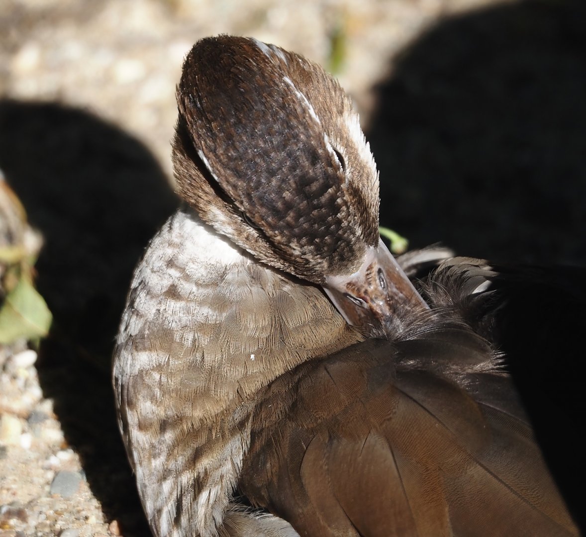Ringed teal (Callonetta leucophrys), 2024-09-17