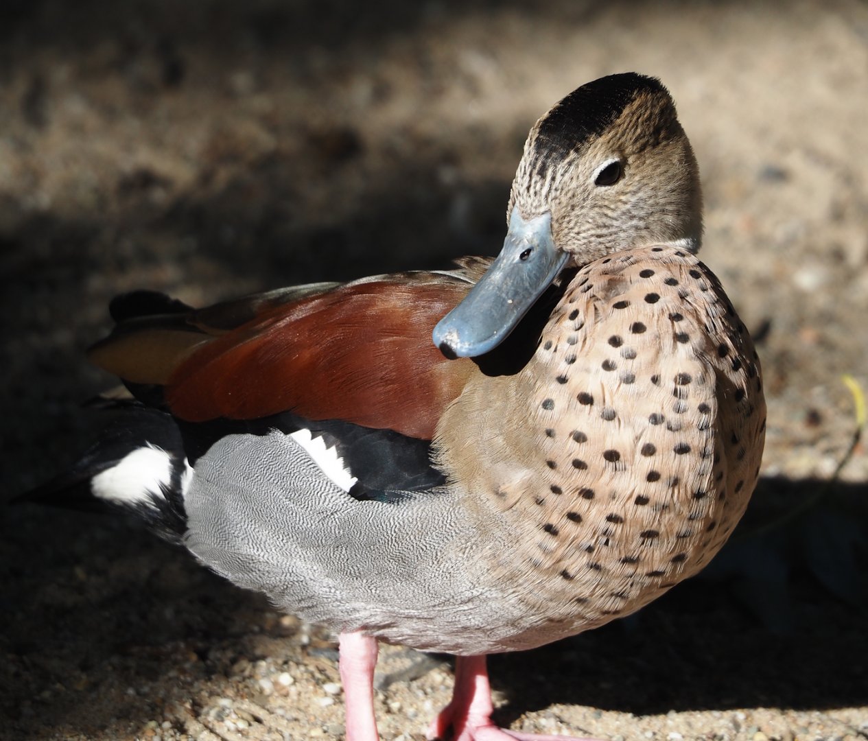 Ringed teal (Callonetta leucophrys), 2024-09-17