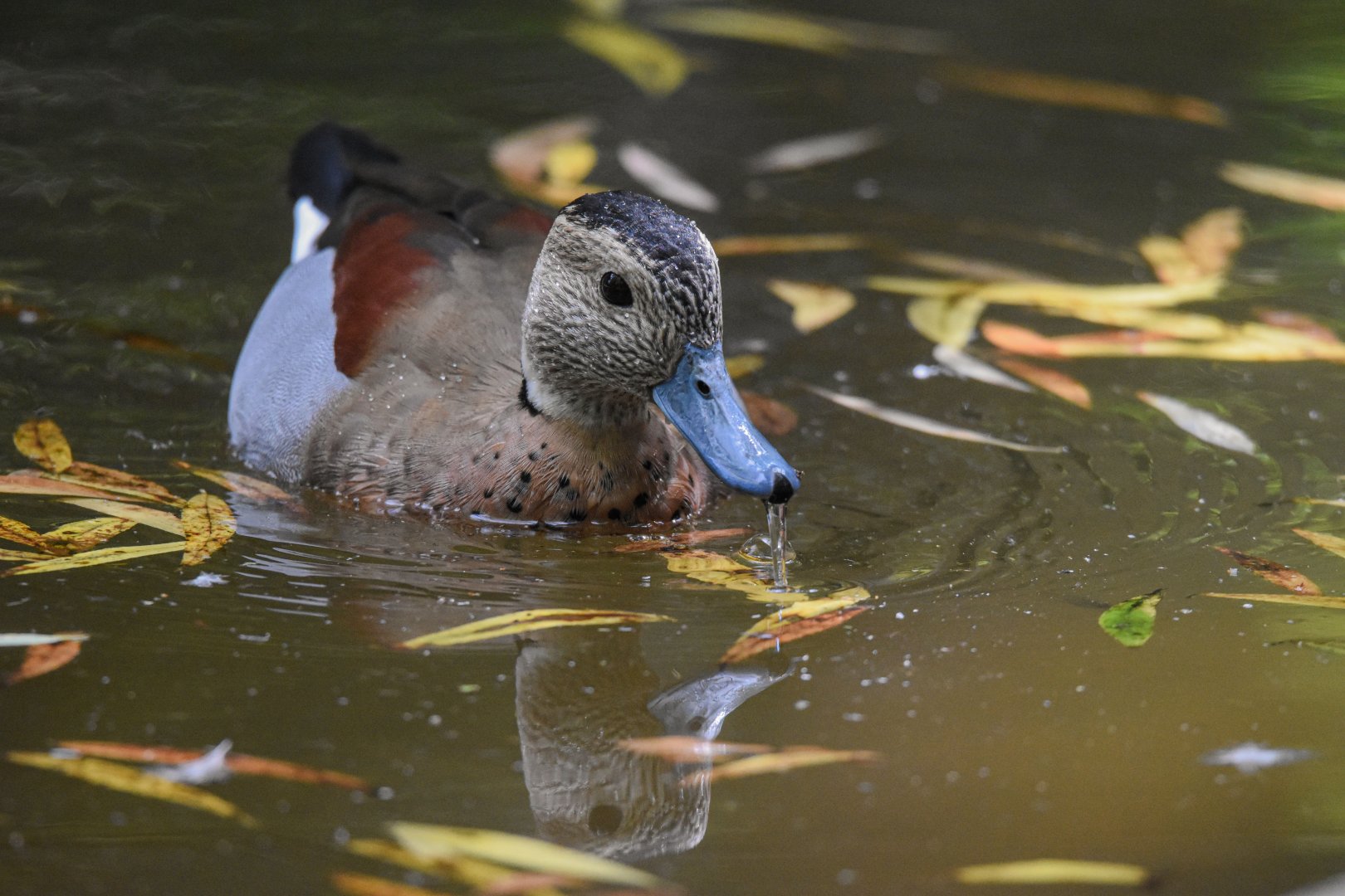 Ringed teal (Callonetta leucophrys) - Bioparc de Genève