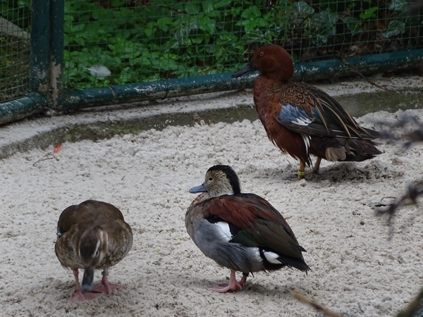 Ringed teal (Callonetta leucophrys) & Cinnamon teal (Spatula cyanoptera)