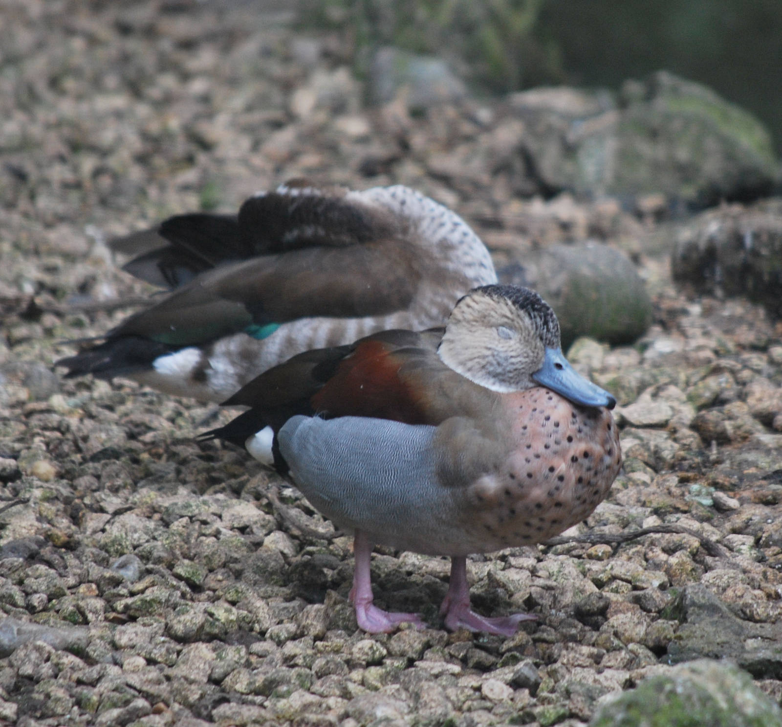 Ringed Teal - Callonetta leucophrys