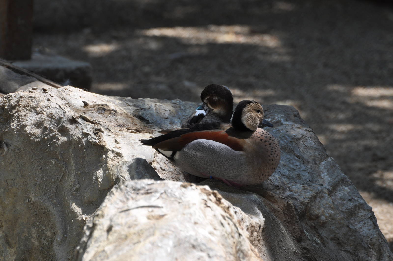 Ringed teal/ Callonetta leucophrys
