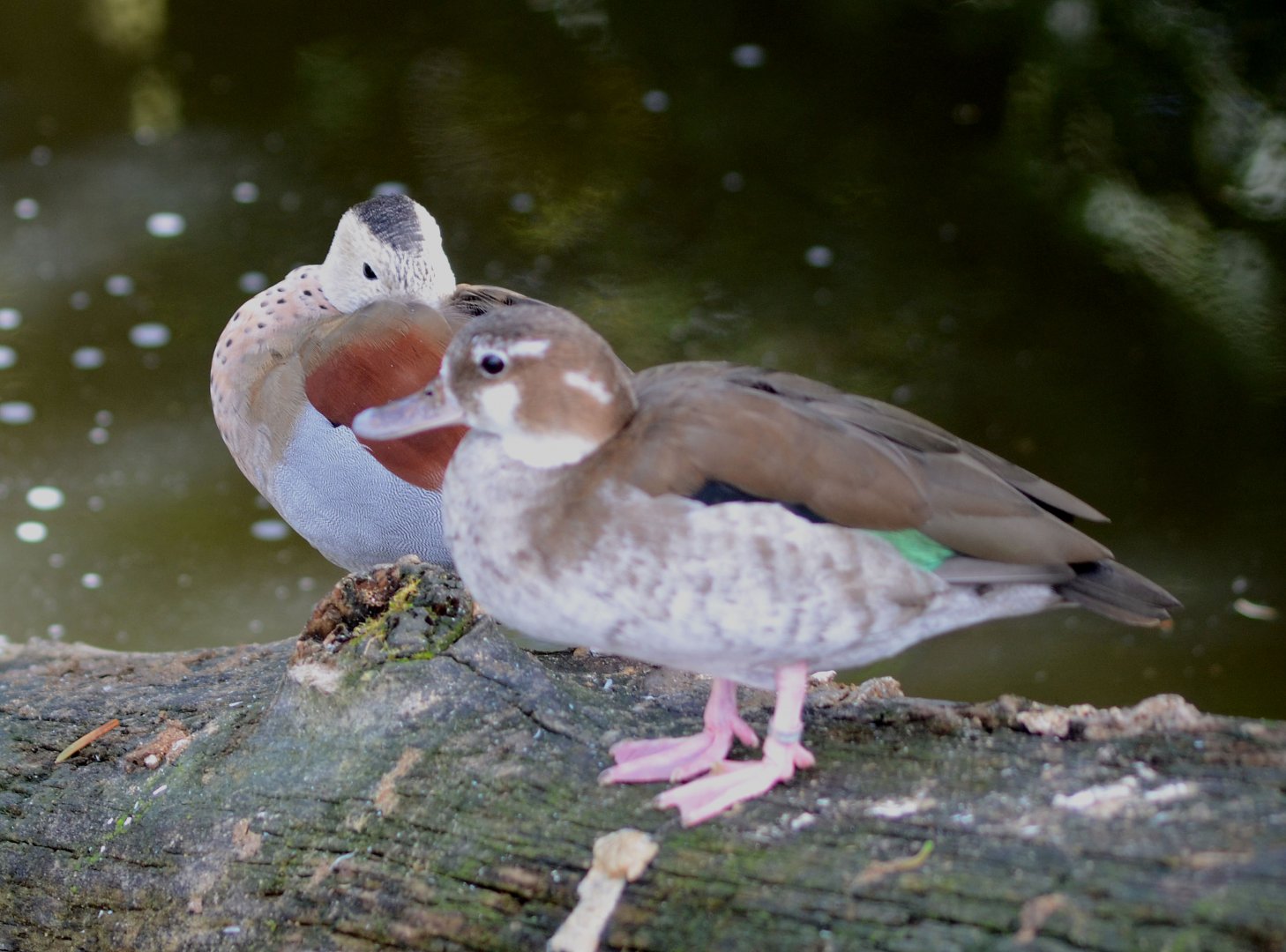 Ringed Teal (Callonetta leucophrys)